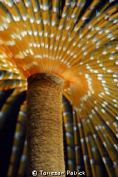 Spirografo by Torresan Patrick 